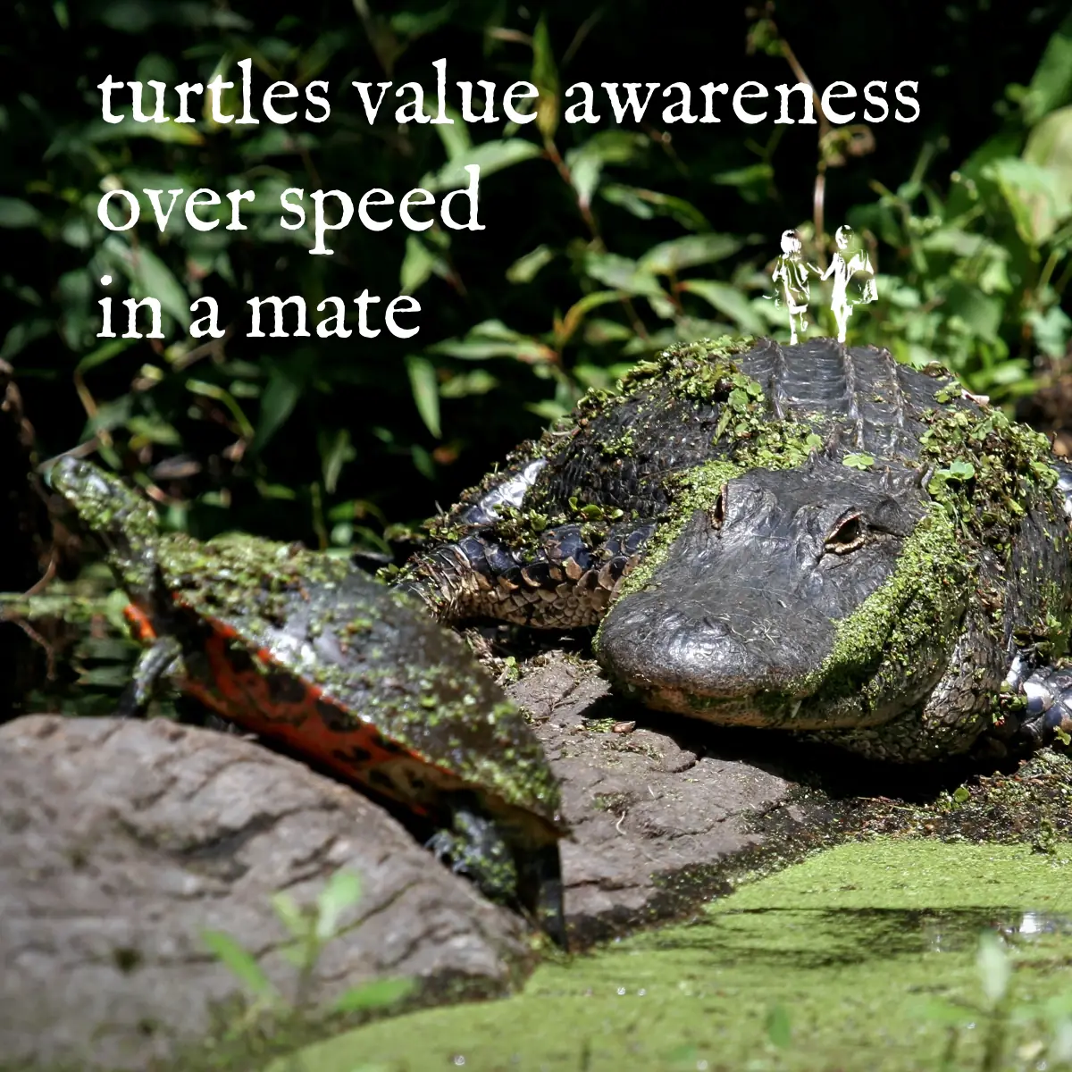 A turtle is being watched by a crocodile that is very close